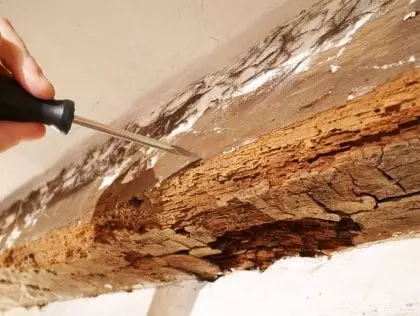 Diagnostic termites Diagnostic termites